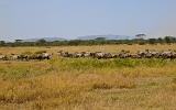 TANZANIA - Serengeti National Park - 417